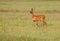 Roe deer grazing on the meadow