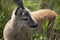 Roe deer in green rural field Capreolus capreolus L