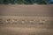 Roe deer group running across crop field