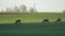 Roe deer group on spring wheat field in morning sunlight