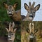 Roe deer  with growing velvet antlers