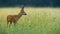 A roe deer that has spotted something in the middle of the meadow