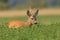 Roe deer hiding in the bush in the summer from low angel view with copyspace.