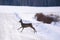 Roe deer on icy countryside road