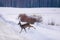 Roe deer on icy countryside road