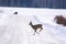 Roe deer on icy countryside road