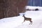Roe deer on icy countryside road