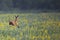 Roe deer jumping over flowers