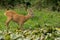 Roe deer licking on wetland in summertime nature from side.