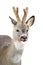 Roe deer licking in winter isolated on white background.