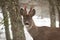 Roe deer looking to the camera in wintertime nature