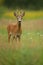 Roe deer male on the magical green grassland