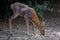 Roe deer with mange