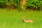 Roe deer on a meadow near the road