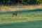 Roe deer on a meadow in the White Carpathians in the Czech Republic