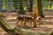 Roe deer in a mini ZOO, Goluchow, Poland