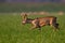 Roe deer with new growing antlers wrapped in velvet walking on grass