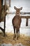 Roe deer in Reserve Bialowieza Forest, Belarus