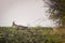 Roe deer running across agricultural field