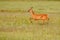 Roe deer running along the meadow