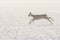 Roe deer running on field covered with snow. Capreolus capreolus