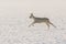 Roe deer running on field covered with snow. Capreolus capreolus