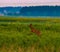 Roe deer running through lush green grass in a countryside meadow