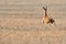 Roe deer running over field