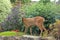 Roe deer  Scottish Highands, Scotland