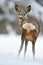 Roe deer showing its arse in winter