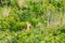 Roe deer standing among the bushes