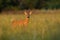 Roe deer standing in long grassland in autumn sunrise