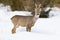 Roe deer standing on meadow in wintertime nature.