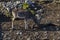 Roe deer - stang, fawn or Capreolus out a turn in field