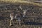 Roe deer - stang, fawn or Capreolus out a turn in field