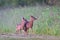 Roe deer twins