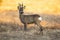 Roe deer with velvet antlers standing on field in spring