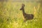 Roe deer walking on meadow in summertime nature.