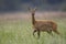 Roe deer walking in the wild.