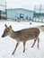 Roe deer in the winter season, shy animal