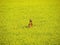 Roe deer in yellow field