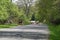 Roe deers crossing the road.