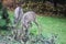 Roe-deers feeding in a garden