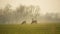 Roe deers on a green field on a foggy morning