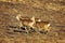Roe deers running on ploughed land