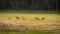 Roe deers standing scattered on a field