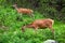 Roe deers in Tatra National Park