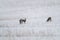 Roe deers in winter meadow