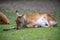 Roe deers in zoo, Berlin