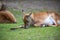 Roe deers in zoo, Berlin